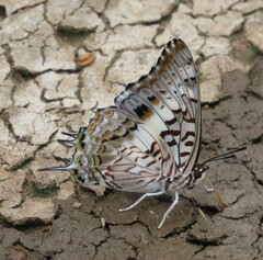 Charaxes achaemenes