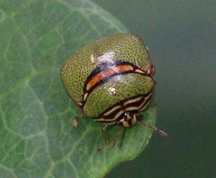 Coptosoma punctiventris