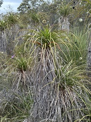 Dasypogonaceae