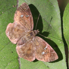 Pseudocoladenia