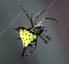 Macracantha hasselti