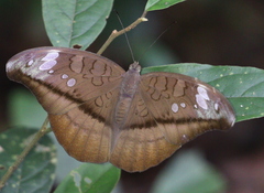 Tanaecia cocytus