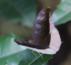 Tanaecia
