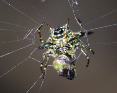 Gasteracanthinae