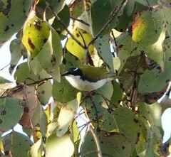 Melithreptus albogularis