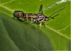 Synanthedon tipuliformis