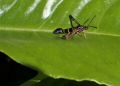 Synanthedon tipuliformis