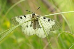 Parnassius mnemosyne