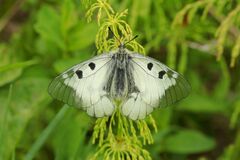 Parnassius mnemosyne