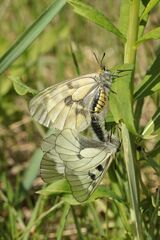 Parnassius mnemosyne