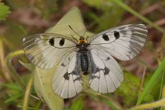 Parnassius mnemosyne