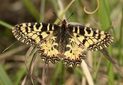 Zerynthia polyxena
