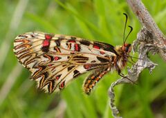 Zerynthia polyxena