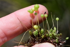 Pleurophascum grandiglobum