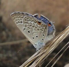 Lepidochrysops patricia