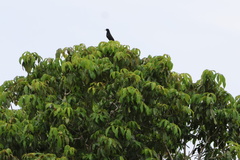 Psarocolius decumanus