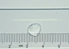 Tanypodinae