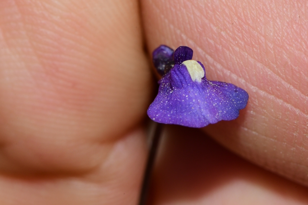 Utricularia dichotoma Labill. 4