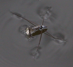 Limnogonus