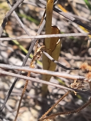 Thelymitra fuscolutea