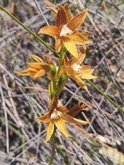 Thelymitra fuscolutea
