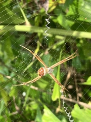 Argiope argentata