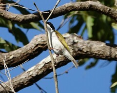 Melithreptus albogularis
