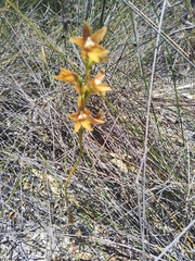 Thelymitra fuscolutea