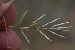 Eragrostis lacunaria