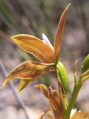 Thelymitra fuscolutea