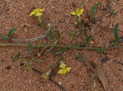 Goodenia glabra