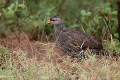 Pternistis natalensis