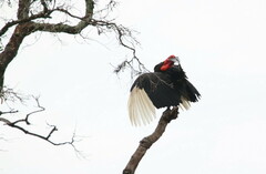 Bucorvus leadbeateri