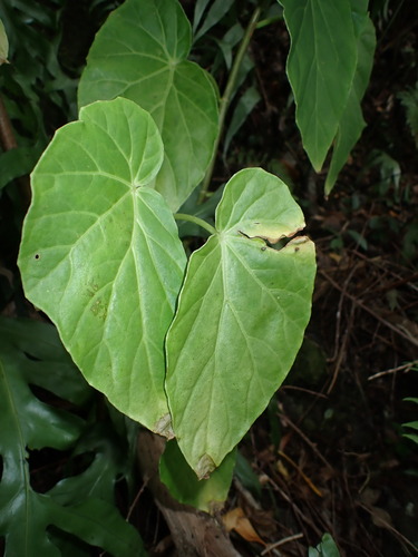 Begonia salaziensis, photograph 2