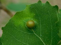 Harmandiola