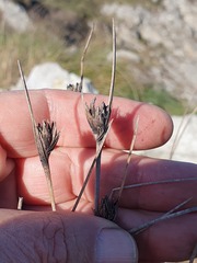Schoenus nigricans