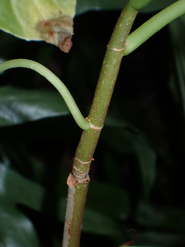 Begonia salaziensis, photograph 4