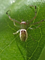Diaea ambara