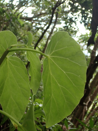 Begonia image