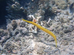 Aulostomus chinensis