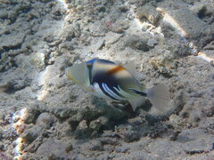 Rhinecanthus aculeatus