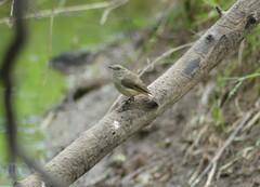 Acanthiza reguloides