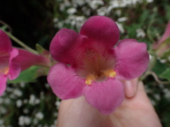 Lophospermum erubescens