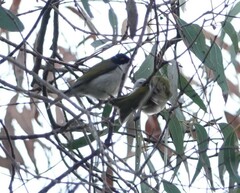 Melithreptus lunatus