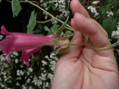 Lophospermum erubescens