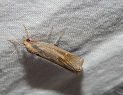 Ancylolomia chrysographellus
