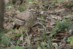 Burhinus vermiculatus
