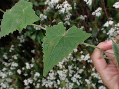 Lophospermum erubescens