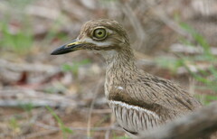 Burhinus vermiculatus