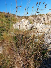 Schoenus nigricans